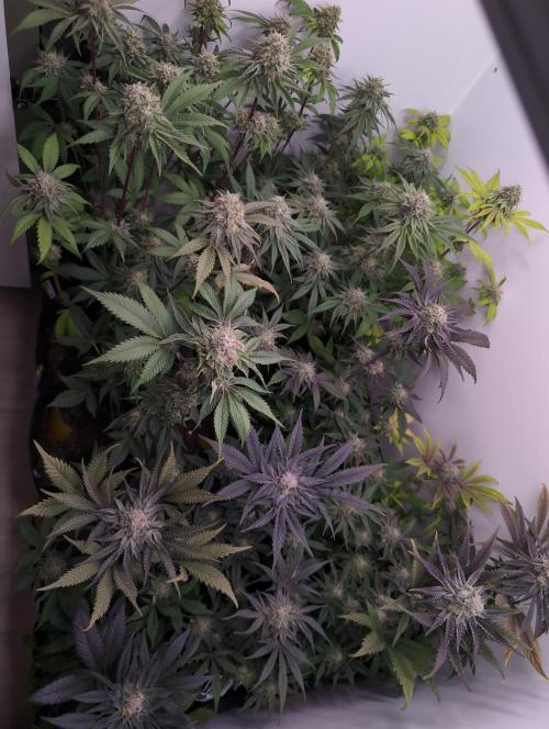 Mini Pheno hunt, 20 seeds in living soil. Week 12