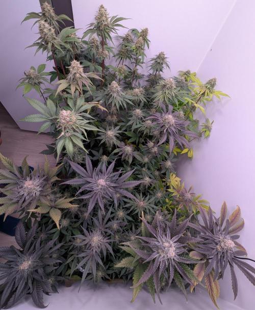 Mini Pheno hunt, 20 seeds in living soil. Week 12