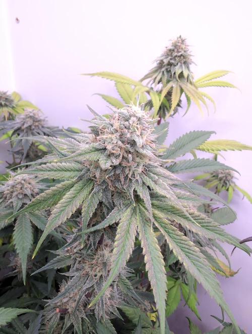 Mini Pheno hunt, 20 seeds in living soil. Week 12