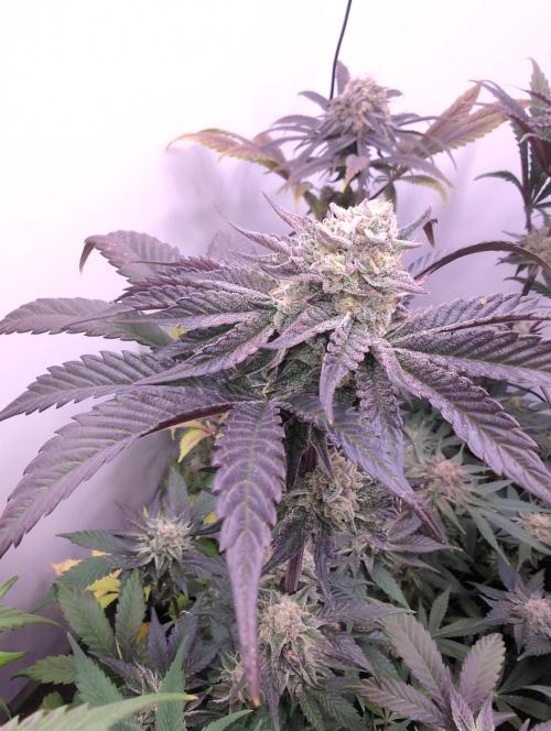Mini Pheno hunt, 20 seeds in living soil. Week 12