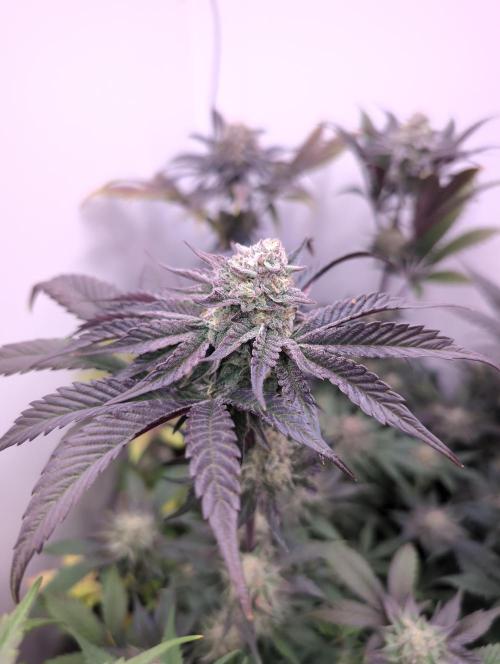 Mini Pheno hunt, 20 seeds in living soil. Week 12 - Ob8