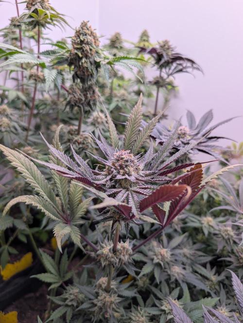 Mini Pheno hunt, 20 seeds in living soil. Week 12