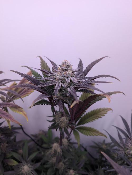 Mini Pheno hunt, 20 seeds in living soil. Week 12 - Ob2