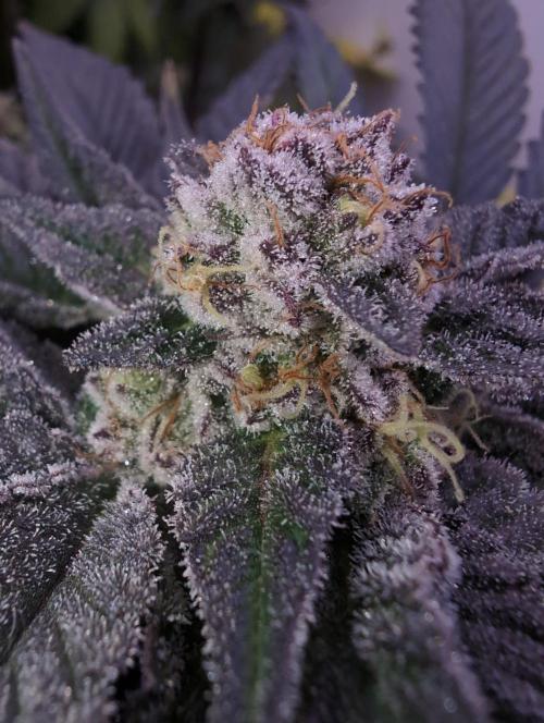 Mini Pheno hunt, 20 seeds in living soil. Week 12