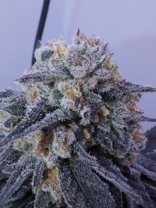 Mini Pheno hunt, 20 seeds in living soil. Week 12 - Ob1, probably the frostiest and so far my favorite