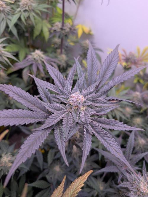 Mini Pheno hunt, 20 seeds in living soil. Week 12