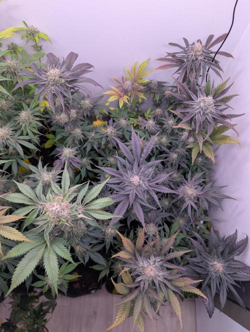 Mini Pheno hunt, 20 seeds in living soil. Week 12