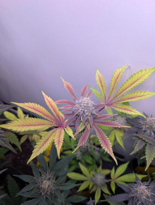 Mini Pheno hunt, 20 seeds in living soil. Week 12 - Freaky neon bright leaves, ob5