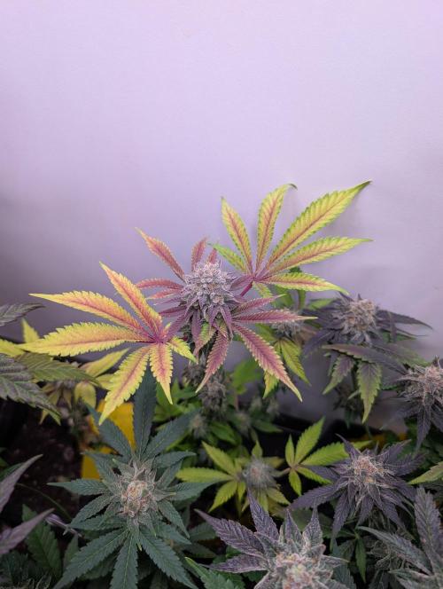 Mini Pheno hunt, 20 seeds in living soil. Week 12