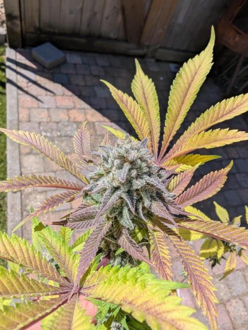 Mini Pheno hunt, 20 seeds in living soil. Week 12 - Orange bud 5