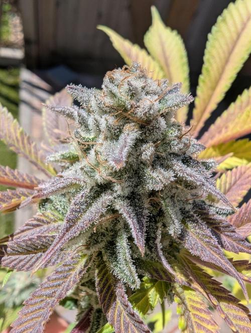 Mini Pheno hunt, 20 seeds in living soil. Week 12