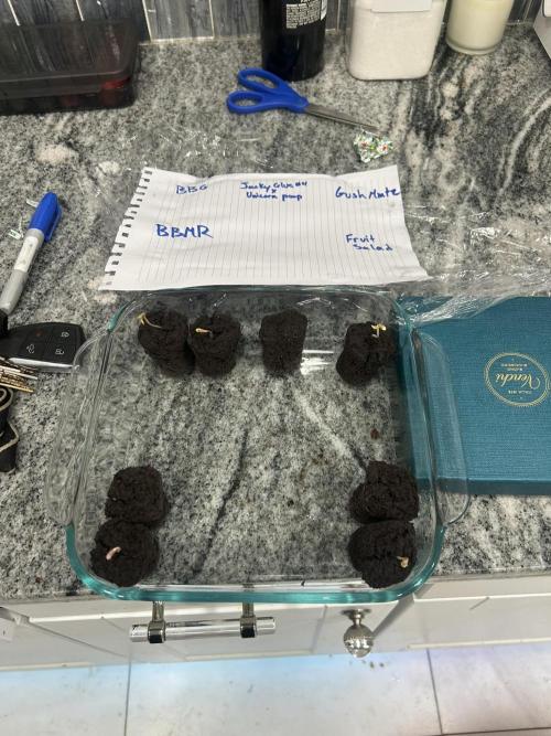 GUSH MINTS - EXPERT SEEDS * LOW PSI AERO. Week 0