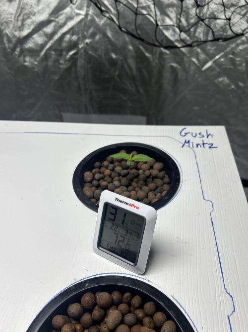 GUSH MINTS - EXPERT SEEDS * LOW PSI AERO. Week 0