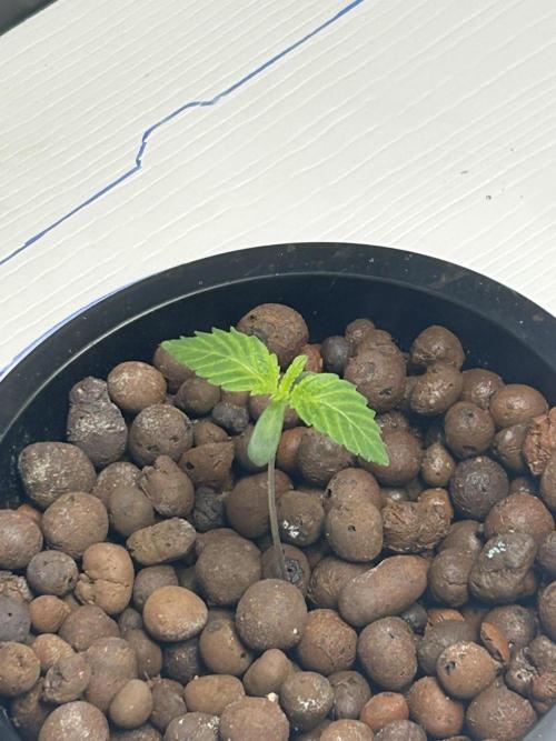 GUSH MINTS - EXPERT SEEDS * LOW PSI AERO. Week 0 - Day 6 or 7