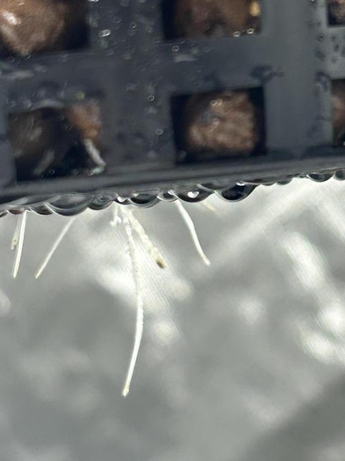 GUSH MINTS - EXPERT SEEDS * LOW PSI AERO. Week 1