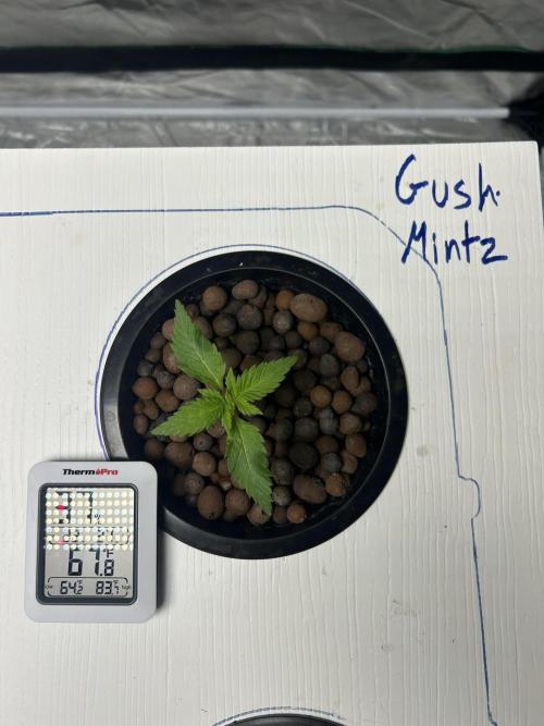 GUSH MINTS - EXPERT SEEDS * LOW PSI AERO. Week 1