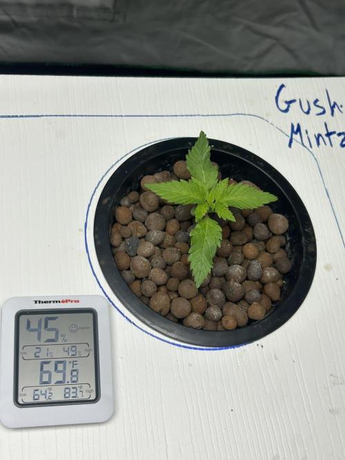 GUSH MINTS - EXPERT SEEDS * LOW PSI AERO. Week 1