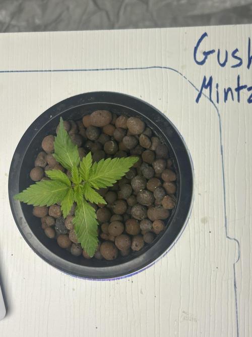 GUSH MINTS - EXPERT SEEDS * LOW PSI AERO. Week 1