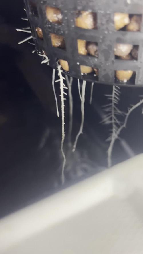 GUSH MINTS - EXPERT SEEDS * LOW PSI AERO