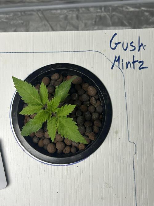 GUSH MINTS - EXPERT SEEDS * LOW PSI AERO. Week 2 - Day 16
