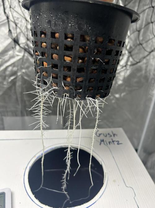 GUSH MINTS - EXPERT SEEDS * LOW PSI AERO. Week 2 - Day 16