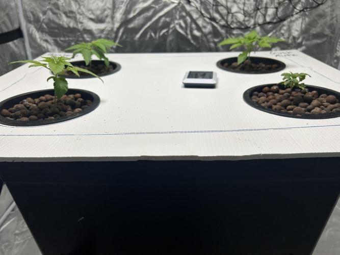 GUSH MINTS - EXPERT SEEDS * LOW PSI AERO. Week 2 - Day 17