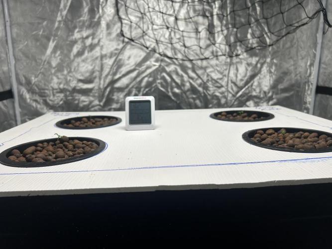 BLUEBERRY GLUE * EXPERT SEEDS * AEROPONI. Week 0