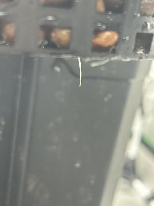 BLUEBERRY GLUE * EXPERT SEEDS * AEROPONI. Week 0