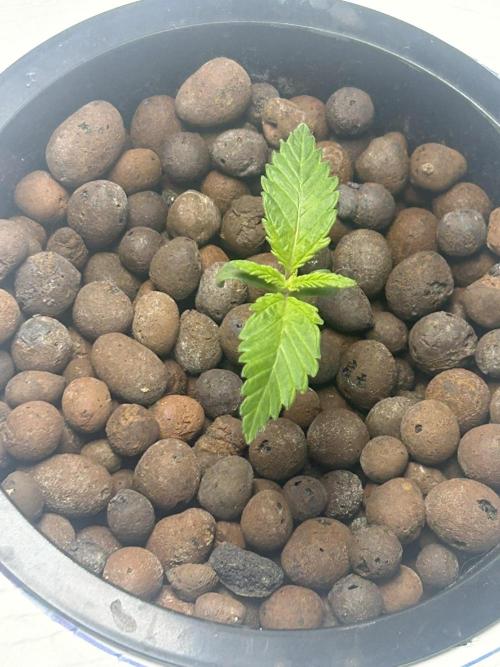 BLUEBERRY GLUE * EXPERT SEEDS * AEROPONI. Week 1 - Day 7