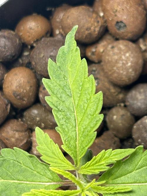 BLUEBERRY GLUE * EXPERT SEEDS * AEROPONI. Week 1 - Half the leaf is darker than the other half.. pretty cool