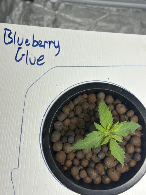 BLUEBERRY GLUE * EXPERT SEEDS * AEROPONI. Week 1 - Day 11