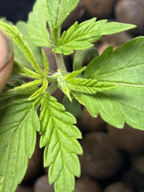 BLUEBERRY GLUE * EXPERT SEEDS * AEROPONI. Week 1 - Day 14- Plant seems to have topped itself. Growing so fast its become deformed
