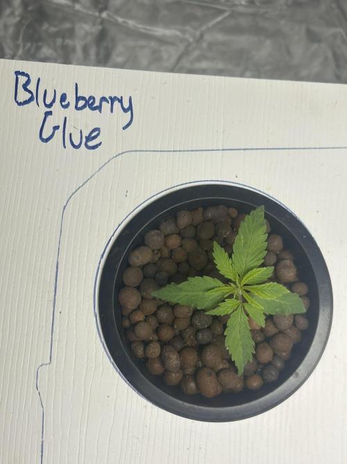 BLUEBERRY GLUE * EXPERT SEEDS * AEROPONI. Week 1 - 14