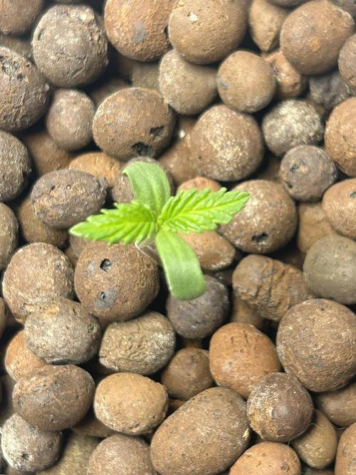 BLACKBERRY MOONROCKS * EXPERT SEED* AERO. Week 0