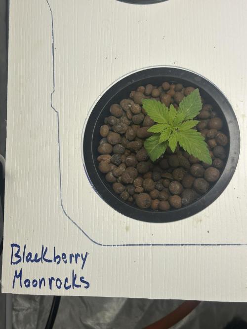BLACKBERRY MOONROCKS * EXPERT SEED* AERO. Week 1 - Day 12