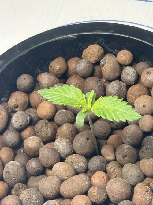 BLACKBERRY MOONROCKS * EXPERT SEED* AERO. Week 1 - Day 7 or 8