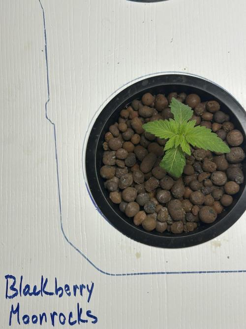 BLACKBERRY MOONROCKS * EXPERT SEED* AERO. Week 1 - Day 13