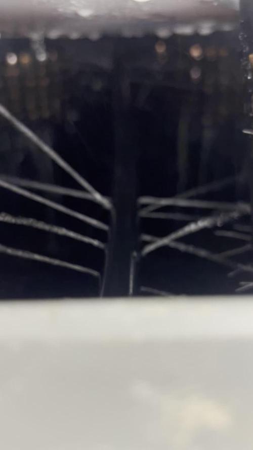 BLACKBERRY MOONROCKS * EXPERT SEED* AERO