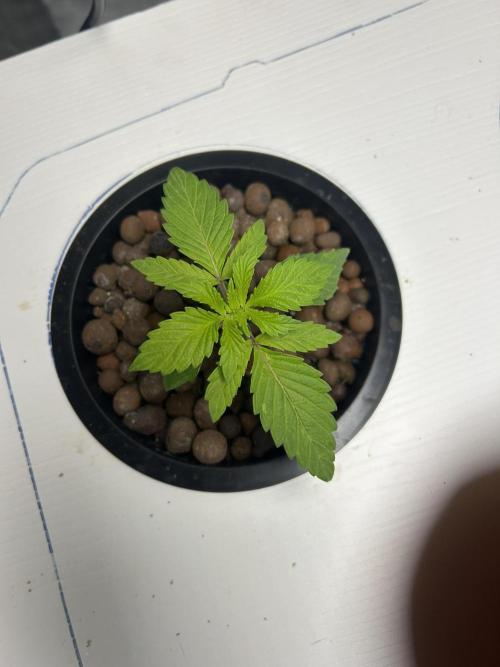 BLACKBERRY MOONROCKS * EXPERT SEED* AERO. Week 2