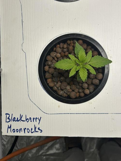 BLACKBERRY MOONROCKS * EXPERT SEED* AERO. Week 2 - Day 15