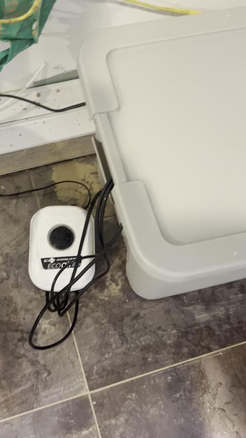 BLACKBERRY MOONROCKS * EXPERT SEED* AERO