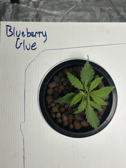 BLUEBERRY GLUE * EXPERT SEEDS * AEROPONI. Week 2 - Day 15