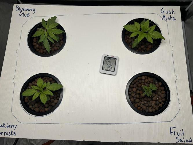 BLUEBERRY GLUE * EXPERT SEEDS * AEROPONI. Week 2 - Day 16