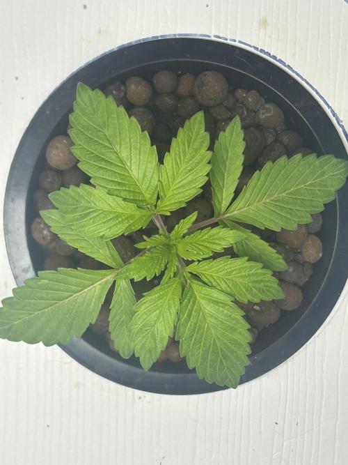 BLACKBERRY MOONROCKS * EXPERT SEED* AERO. Week 2