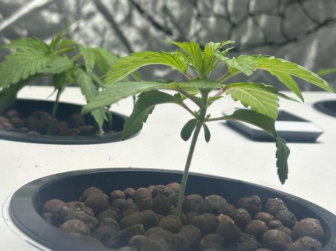 BLACKBERRY MOONROCKS * EXPERT SEED* AERO. Week 2