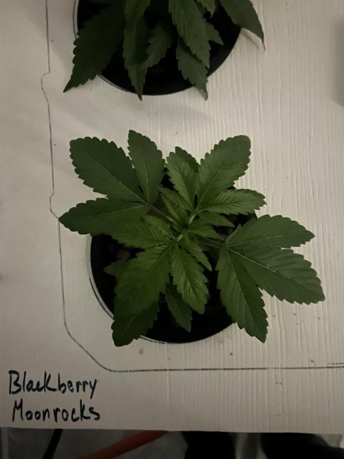 BLACKBERRY MOONROCKS * EXPERT SEED* AERO. Week 2 - Day20