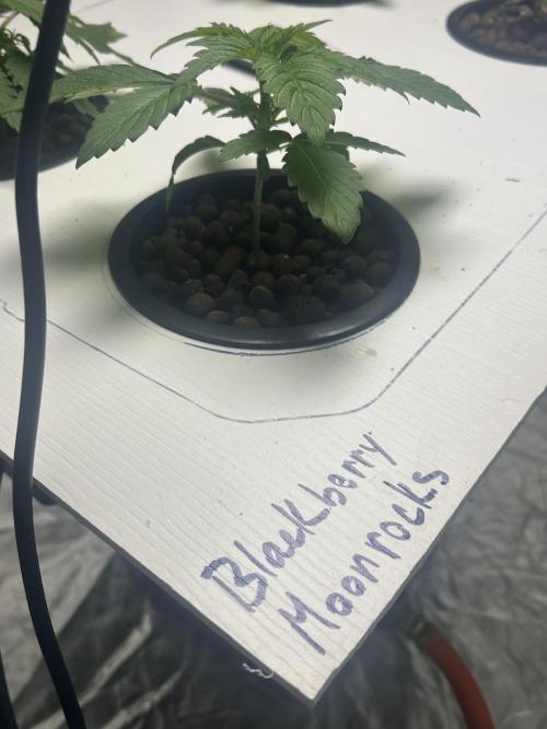 BLACKBERRY MOONROCKS * EXPERT SEED* AERO. Week 2 - 20