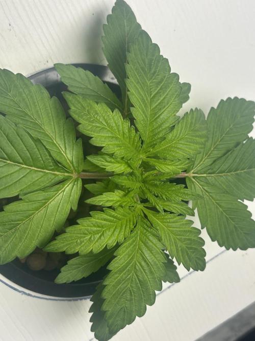 BLACKBERRY MOONROCKS * EXPERT SEED* AERO. Week 2 - 20