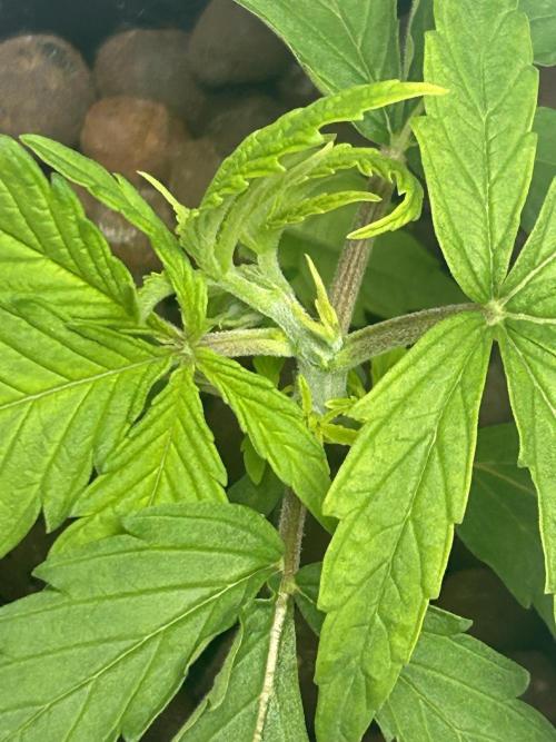 BLUEBERRY GLUE * EXPERT SEEDS * AEROPONI. Week 2