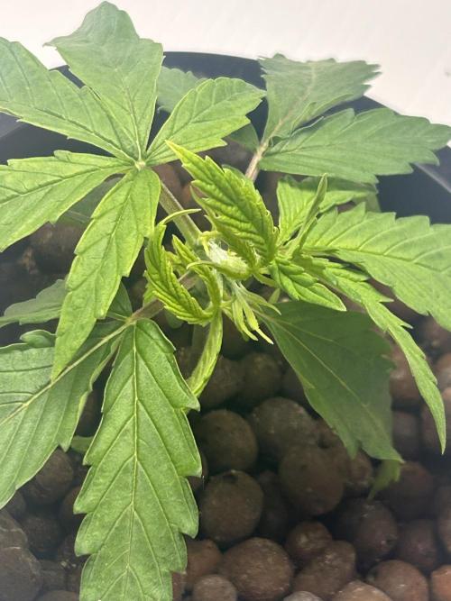 BLUEBERRY GLUE * EXPERT SEEDS * AEROPONI. Week 2